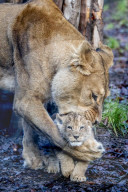FEATURE - Löwenjungen im DierenPark Amersfoort: Erste Schritte nach draussen