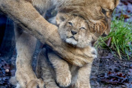 FEATURE - Löwenjungen im DierenPark Amersfoort: Erste Schritte nach draussen