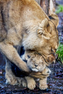FEATURE - Löwenjungen im DierenPark Amersfoort: Erste Schritte nach draussen