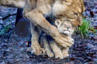 FEATURE - Löwenjungen im DierenPark Amersfoort: Erste Schritte nach draussen