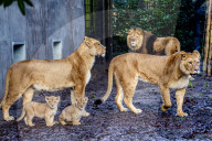 FEATURE - Löwenjungen im DierenPark Amersfoort: Erste Schritte nach draussen