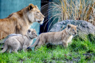 FEATURE - Löwenjungen im DierenPark Amersfoort: Erste Schritte nach draussen