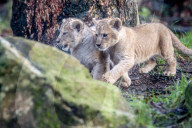 FEATURE - Löwenjungen im DierenPark Amersfoort: Erste Schritte nach draussen
