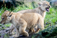 FEATURE - Löwenjungen im DierenPark Amersfoort: Erste Schritte nach draussen