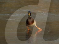 FEATURE - Schwieriges Terrain: Enten rutschen auf einem zugefrorenen Teich aus
