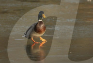 FEATURE - Schwieriges Terrain: Enten rutschen auf einem zugefrorenen Teich aus