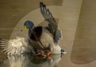 FEATURE - Schwieriges Terrain: Enten rutschen auf einem zugefrorenen Teich aus