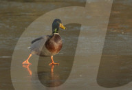 FEATURE - Schwieriges Terrain: Enten rutschen auf einem zugefrorenen Teich aus