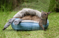 FEATURE - Zuviel an den Zehen gelutscht: Känguru Joey muss Socken tragen