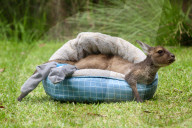FEATURE - Zuviel an den Zehen gelutscht: Känguru Joey muss Socken tragen