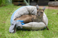 FEATURE - Zuviel an den Zehen gelutscht: Känguru Joey muss Socken tragen