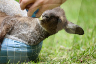 FEATURE - Zuviel an den Zehen gelutscht: Känguru Joey muss Socken tragen