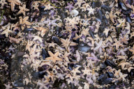 FEATURE - Tote Seesterne am Timmendorfer Strand