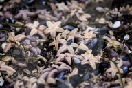 FEATURE - Tote Seesterne am Timmendorfer Strand