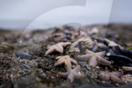 FEATURE - Tote Seesterne am Timmendorfer Strand