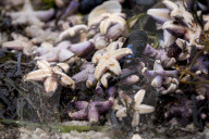 FEATURE - Tote Seesterne am Timmendorfer Strand