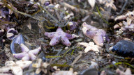 FEATURE - Tote Seesterne am Timmendorfer Strand