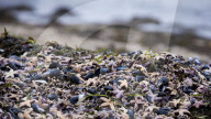 FEATURE - Tote Seesterne am Timmendorfer Strand