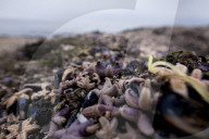 FEATURE - Tote Seesterne am Timmendorfer Strand