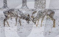 Snow hits the south