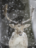 Snow hits the south