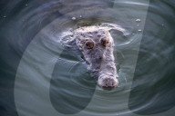 FEATURE - Krokodil lauert in der Lagune von Cancun