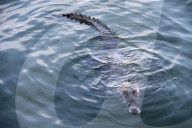 FEATURE - Krokodil lauert in der Lagune von Cancun