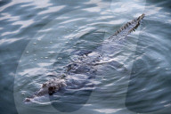 FEATURE - Krokodil lauert in der Lagune von Cancun