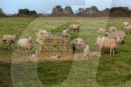 FEATURE - Ablammzeit in Cambridgeshire, UK