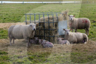 FEATURE - Ablammzeit in Cambridgeshire, UK