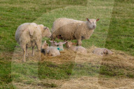 FEATURE - Ablammzeit in Cambridgeshire, UK