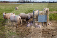 FEATURE - Ablammzeit in Cambridgeshire, UK