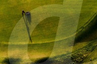 FEATURE - Ein Greenkeeper im Wallasey Golf Club, Wirral, mäht den Rasen