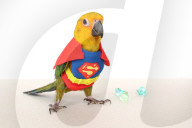 FEATURE - Er hat seinen 100. Geburtstag noch erlebt: Sparrow Townsend erinnert sich an ihren geliebten Kakadu