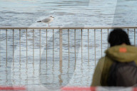 NEWS - Hochwasser in NRW: Rheinpegel steigt weiter