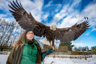 FEATURE -  Lincoln breitet seine Schwingen aus: Der 8-jährige Weisskopf-Seeadler in der Falknerei von Stonham Aspal