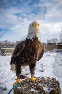 FEATURE -  Lincoln breitet seine Schwingen aus: Der 8-jährige Weisskopf-Seeadler in der Falknerei von Stonham Aspal
