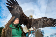 FEATURE -  Lincoln breitet seine Schwingen aus: Der 8-jährige Weisskopf-Seeadler in der Falknerei von Stonham Aspal