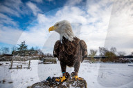 FEATURE -  Lincoln breitet seine Schwingen aus: Der 8-jährige Weisskopf-Seeadler in der Falknerei von Stonham Aspal