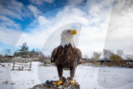 FEATURE -  Lincoln breitet seine Schwingen aus: Der 8-jährige Weisskopf-Seeadler in der Falknerei von Stonham Aspal
