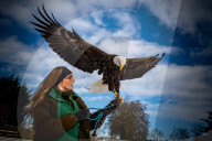FEATURE -  Lincoln breitet seine Schwingen aus: Der 8-jährige Weisskopf-Seeadler in der Falknerei von Stonham Aspal