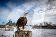FEATURE -  Lincoln breitet seine Schwingen aus: Der 8-jährige Weisskopf-Seeadler in der Falknerei von Stonham Aspal