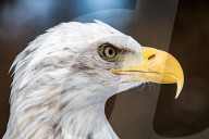 FEATURE -  Lincoln breitet seine Schwingen aus: Der 8-jährige Weisskopf-Seeadler in der Falknerei von Stonham Aspal
