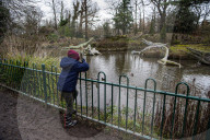 Crystal Palace Park Dinosaurs