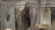 FEATURE - Einsamer Elefant hat seit fast 20 Jahren keinen anderen Artgenossen mehr gesehen
