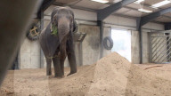 FEATURE - Einsamer Elefant hat seit fast 20 Jahren keinen anderen Artgenossen mehr gesehen