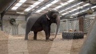 FEATURE - Einsamer Elefant hat seit fast 20 Jahren keinen anderen Artgenossen mehr gesehen