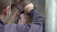 FEATURE - Einsamer Elefant hat seit fast 20 Jahren keinen anderen Artgenossen mehr gesehen