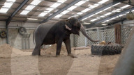 FEATURE - Einsamer Elefant hat seit fast 20 Jahren keinen anderen Artgenossen mehr gesehen