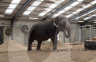 FEATURE - Einsamer Elefant hat seit fast 20 Jahren keinen anderen Artgenossen mehr gesehen